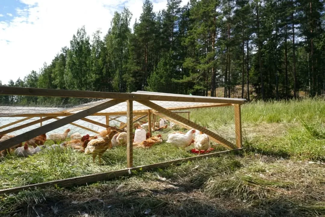 Broileri laitumella ulkona pellolla pientilalla Billnäsissä, Uudellamaalla