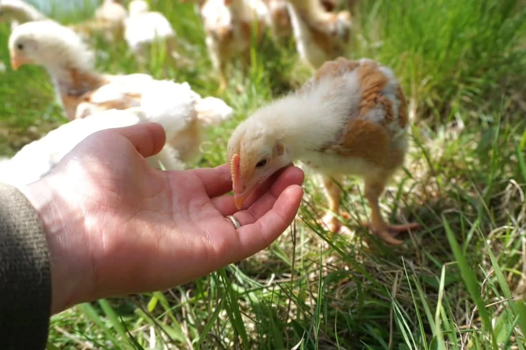 Pieni broileri ruokitaan käsin pientilalla