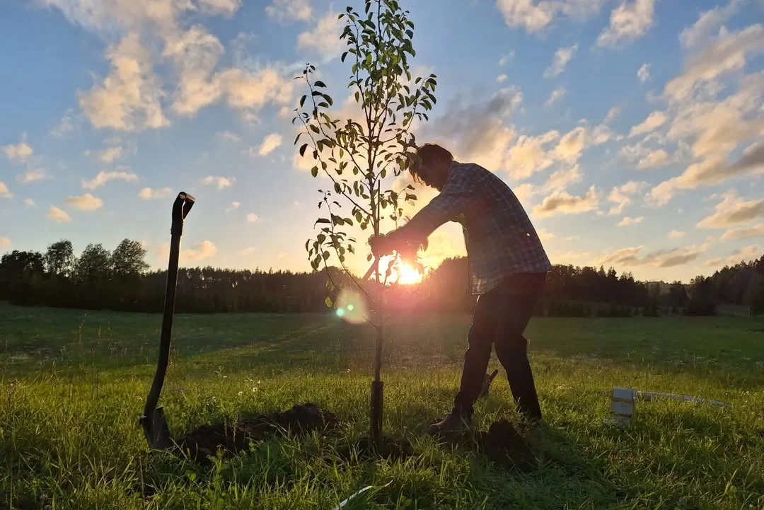 Jannne istuttaa puun broileritilallaan Uudellamaalla